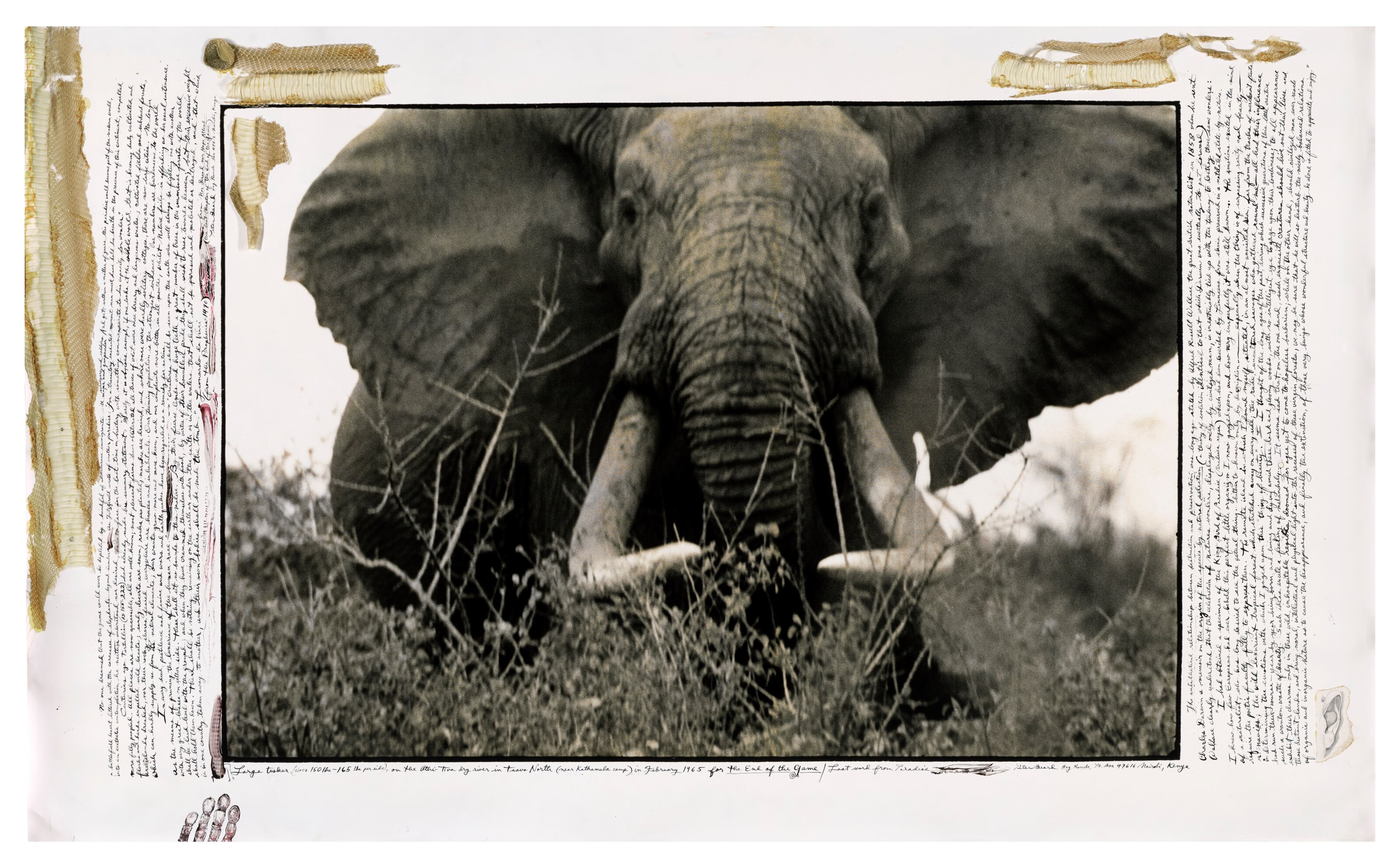 Peter Beard, Large Tusker, on the Athi-Tiva dry river in Tsavo North, February 1965, for The End of the Game